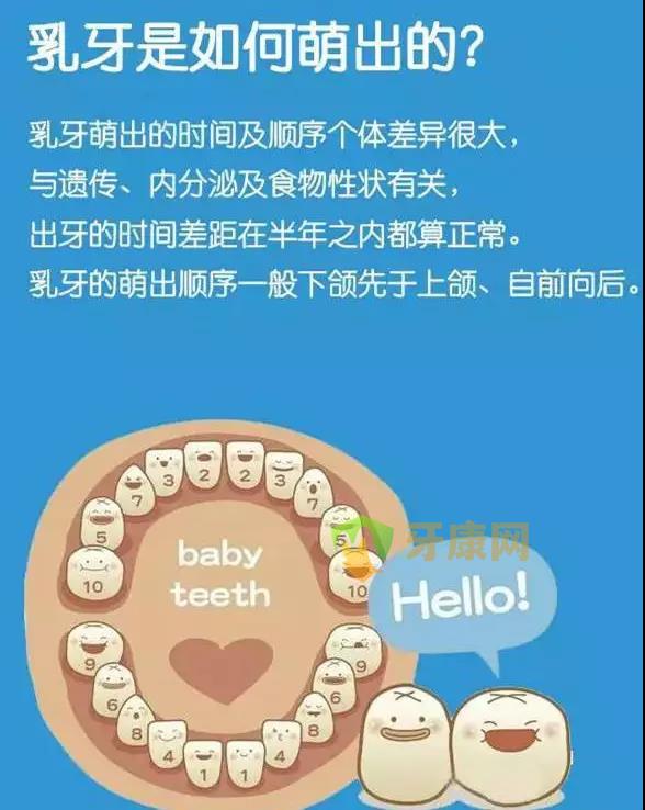 乳牙萌出过程