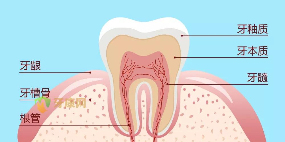 牙齿结构
